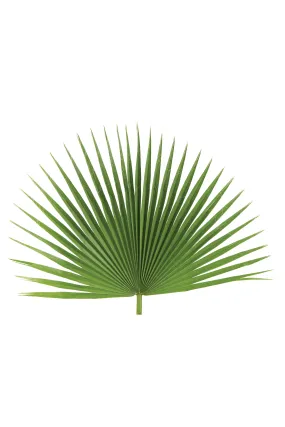 Fan Leaf Palm - JSFAN