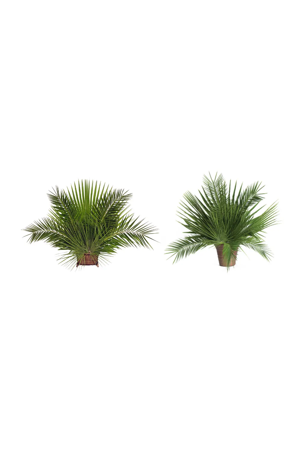 Fan Leaf Palm - JSFAN
