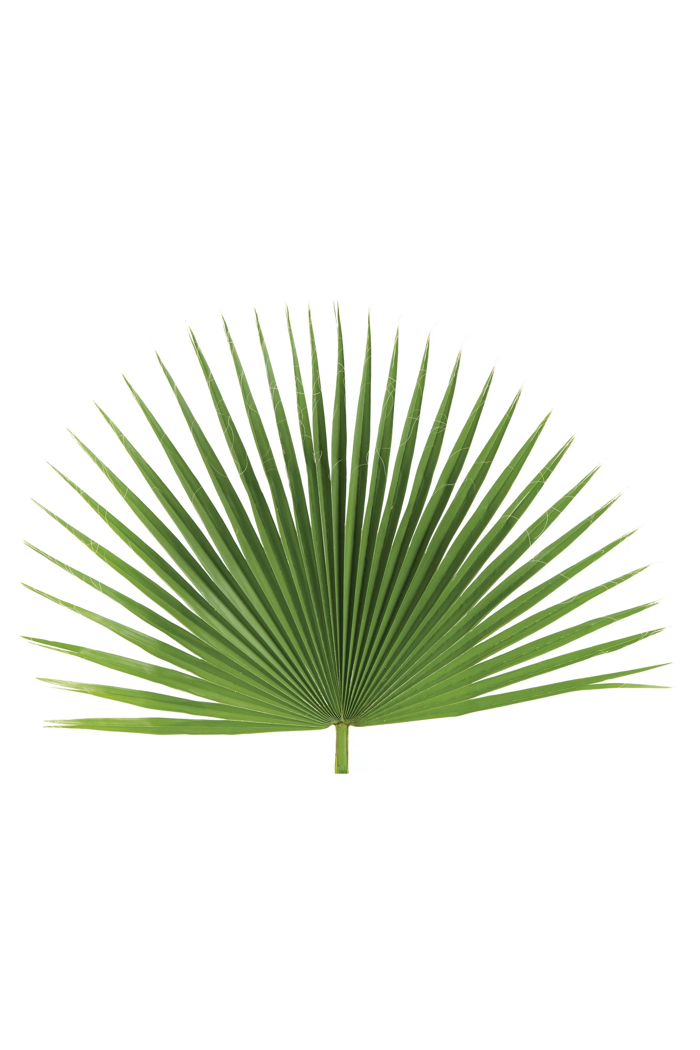 Fan Leaf Palm - JSFAN