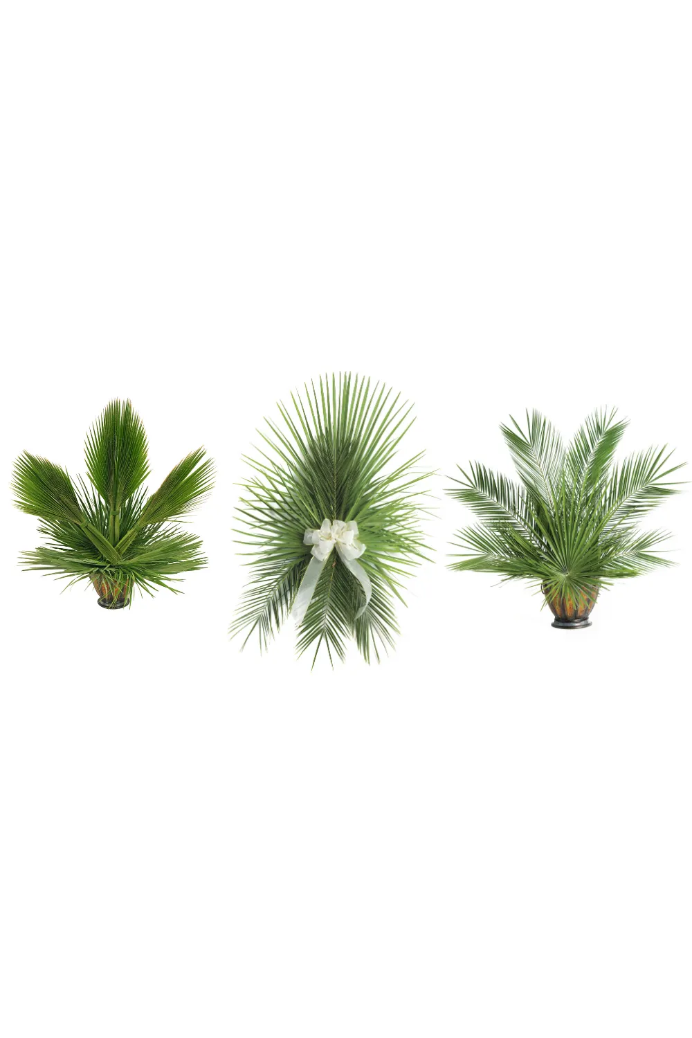 Fan Leaf Palm - JSFAN