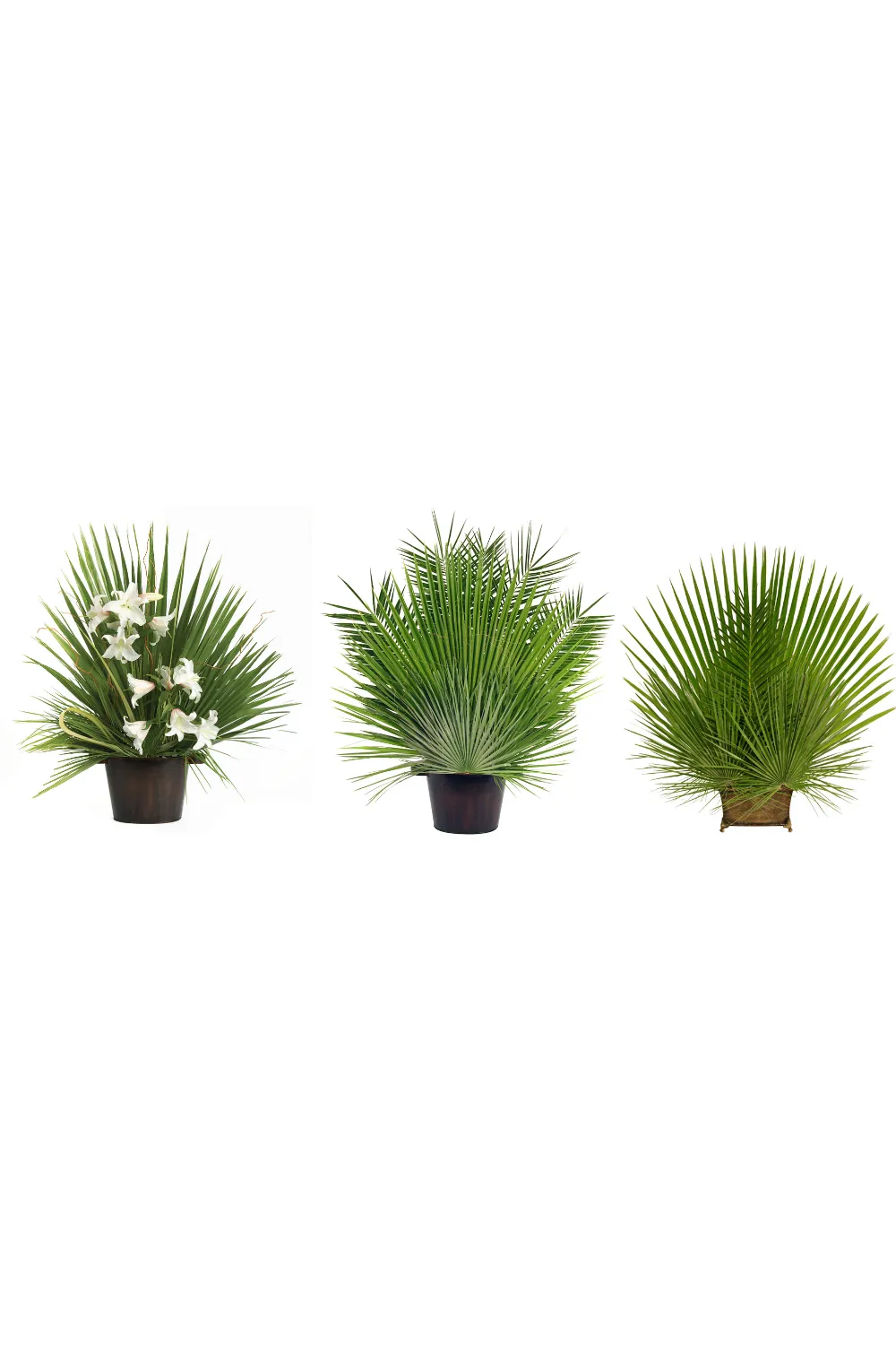 Fan Leaf Palm - JSFAN
